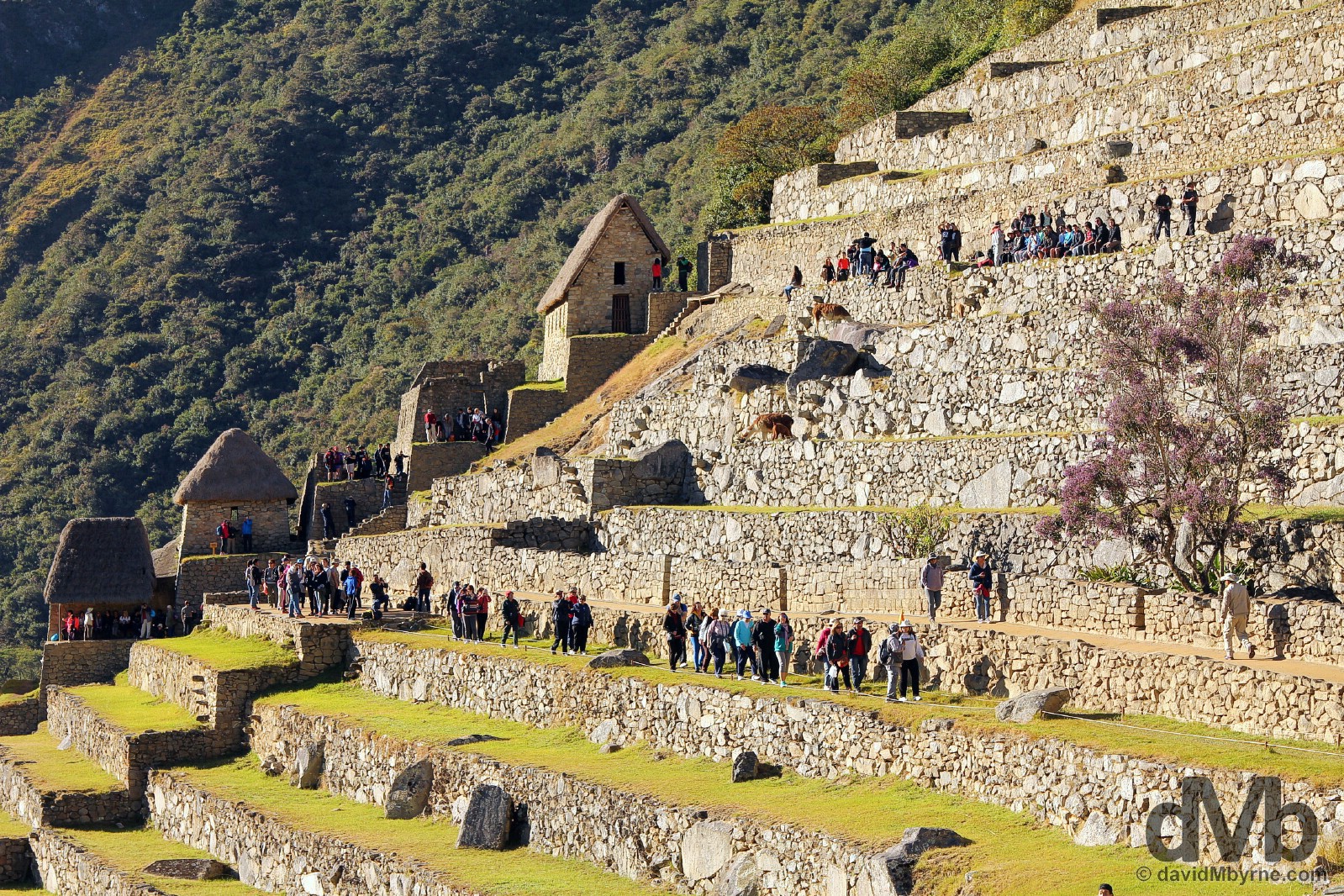  Shortly after sunrise on the terraces of the Eastern Agricultural Sector in Machu Picchu, Peru. August 15, 2015.
