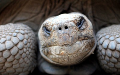 Galapagos Islands