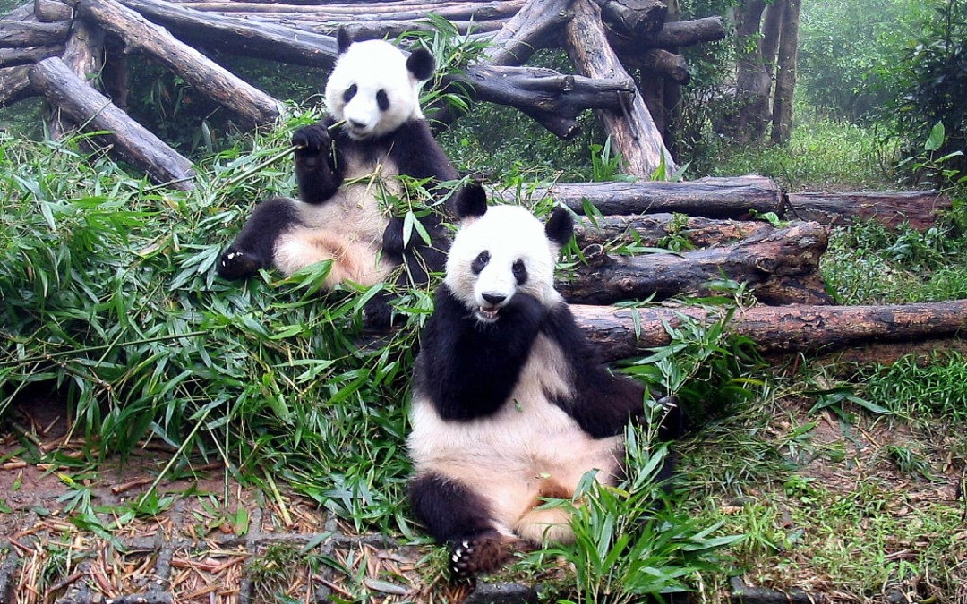 Chengdu Panda Base, China
