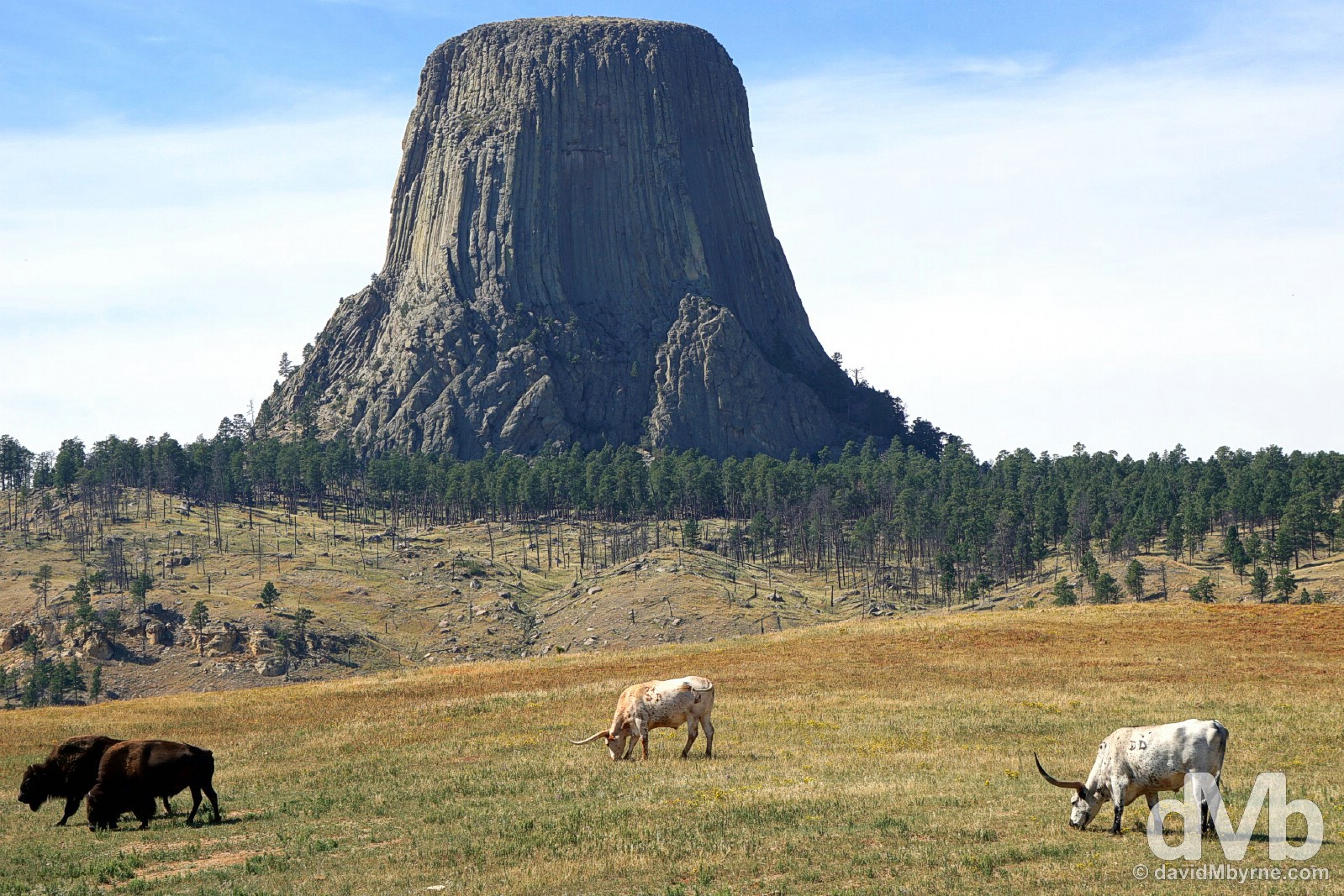 Grazing in front of the Devils Tower National Monument, designated in 1906 as the very first national monument in the US. Crook County, Wyoming, USA. September 3, 2016.