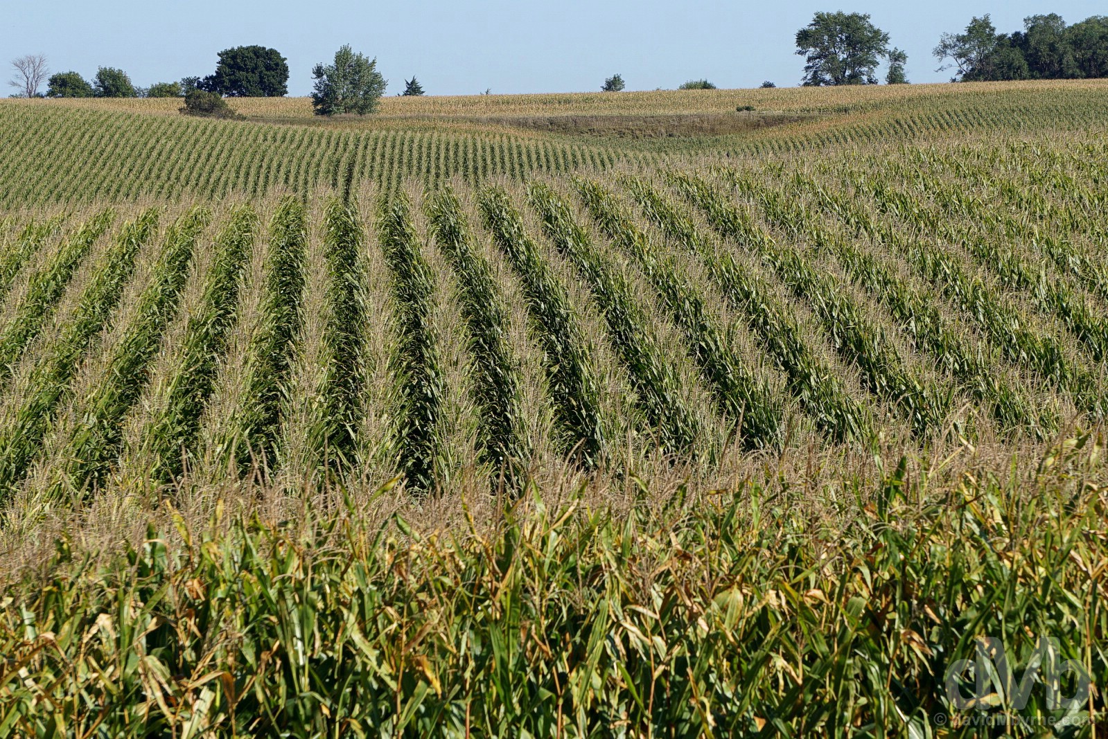 Corn fields outside Spalding, Nebraska, USA. September 16, 2016.