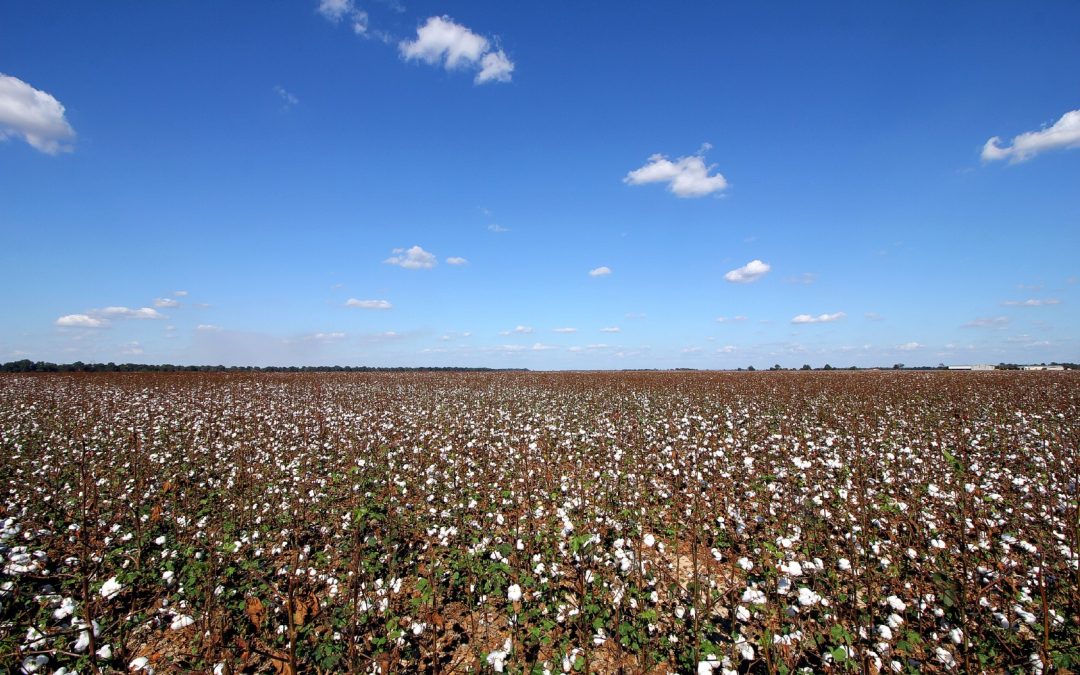 Cotton Fields Mississippi Delta - Worldwide Destination Photography