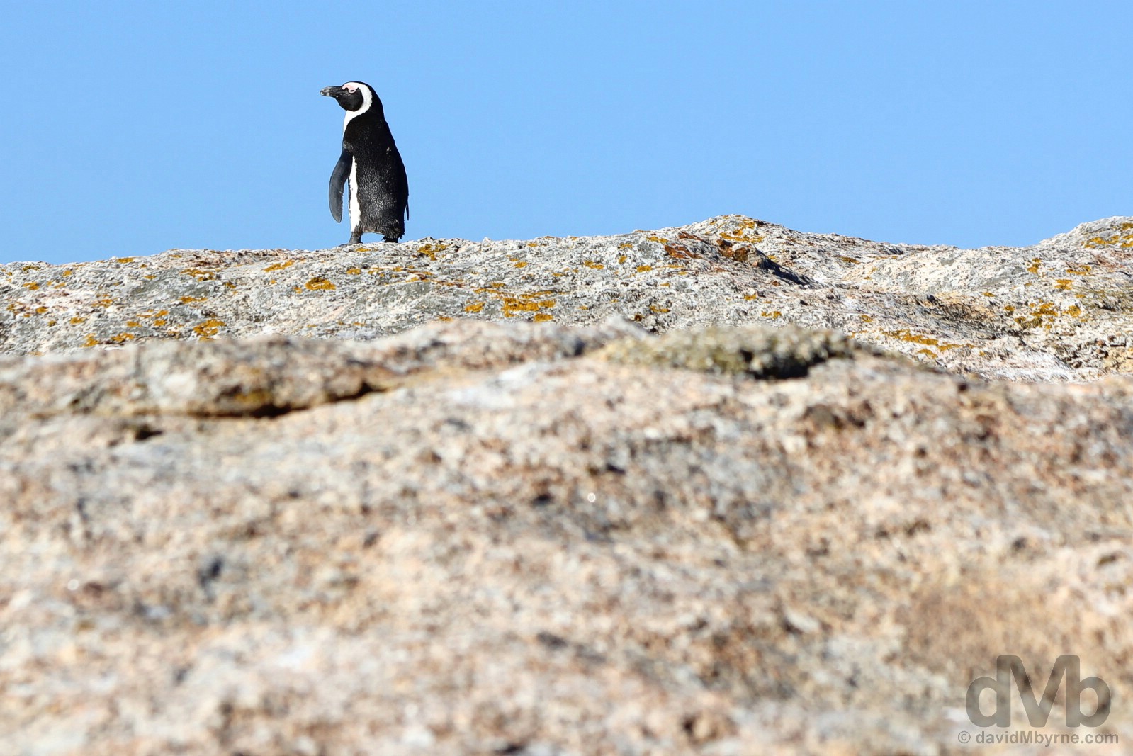 A lone African Penguin on the rocks of Boulders Beach on the shores of False Bay, Cape Peninsula, Western Cape, South Africa. February 17, 2017. 