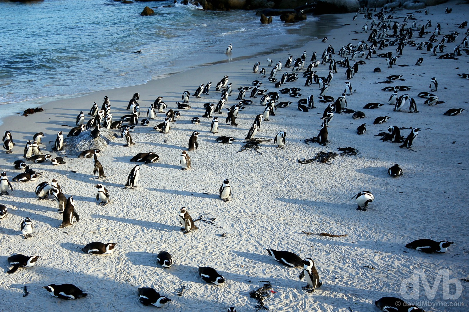 An African Penguin colony on Foxy Beach on the shores of False Bay, Cape Peninsula, Western Cape, South Africa. February 17, 2017. 