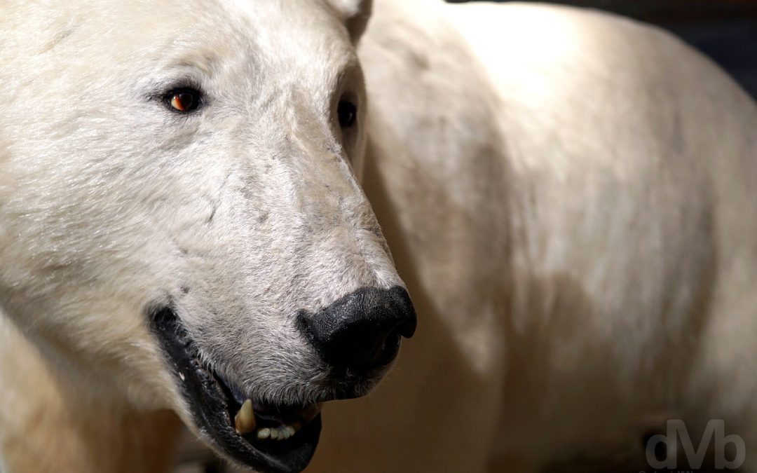 Polar Bear Svalbard Museum Longyearbyen Svalbard Norway Worldwide Destination Photography